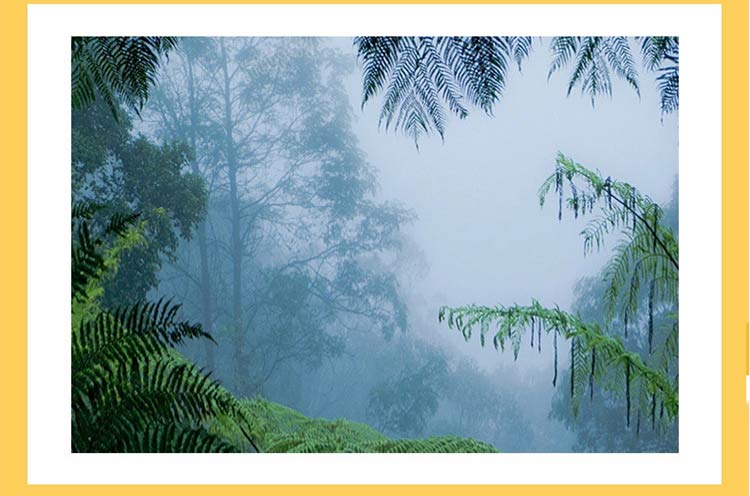 Wax Green 绿蜂胶 巴西绿蜂胶WaxGreen无蜡无酒精蜂胶软胶囊 N61 巴西绿蜂胶WaxGreen无蜡无酒精蜂胶软胶囊 N61【图片 价格 品牌 报价】-奥莱购